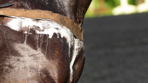 How Much Horse Sweat is Too Much?