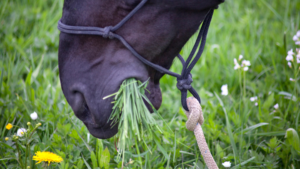 all about horse teeth - horse chewing