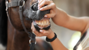 the importance of equine dentistry