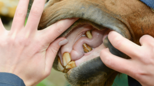 wolf teeth in horses