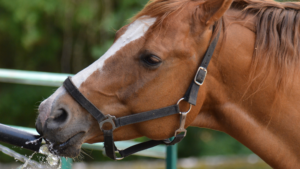 Being proactive about keeping horses cool can prevent heat stroke